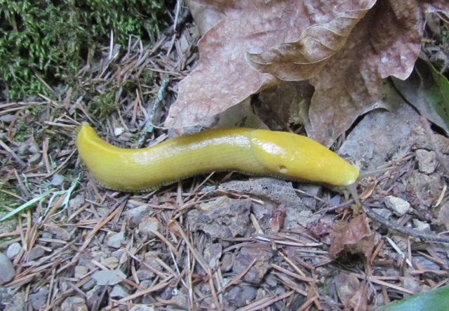 Banana Slug